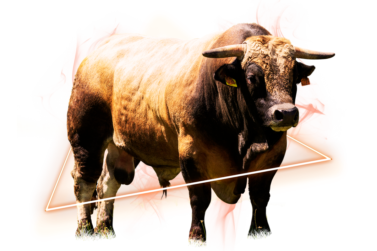 Race Aubrac