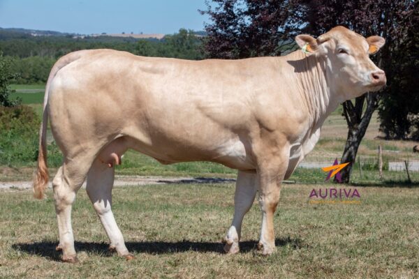 8300, fille de NACERY