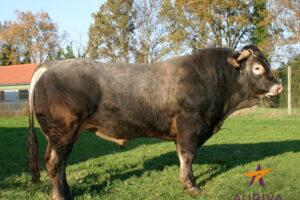 CESAR