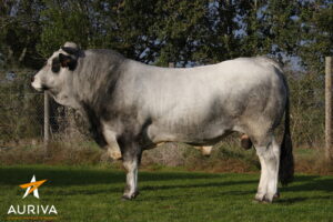 GALION