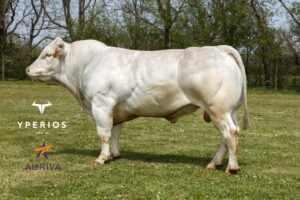 ORUS