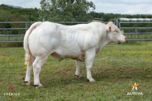 PIGOR EXC