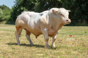 TEX YP