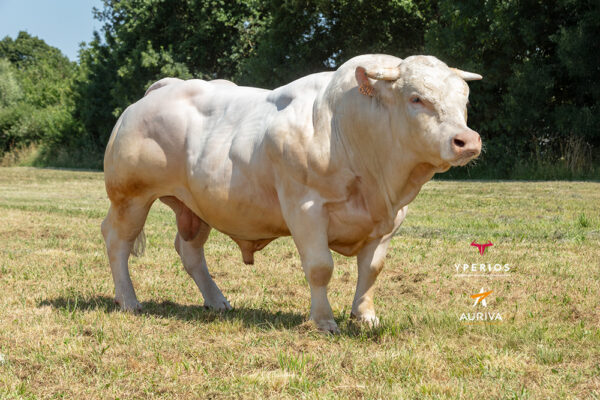 TEX YP