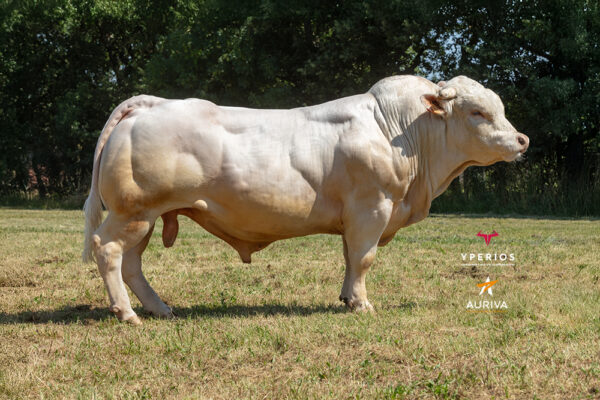 TEX YP